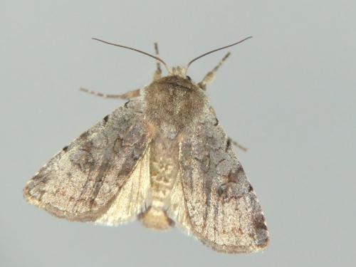 Cerastis rubricosa